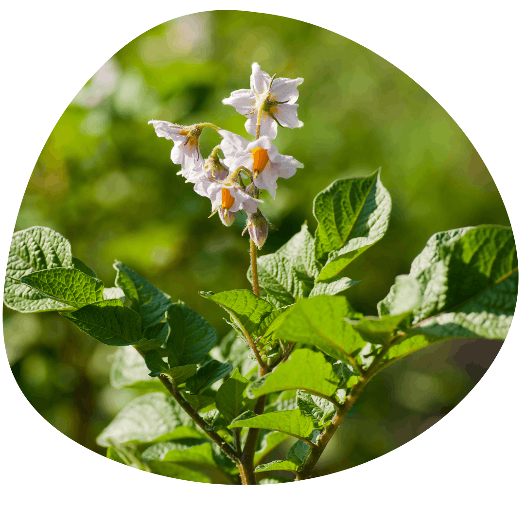 Potato flowers